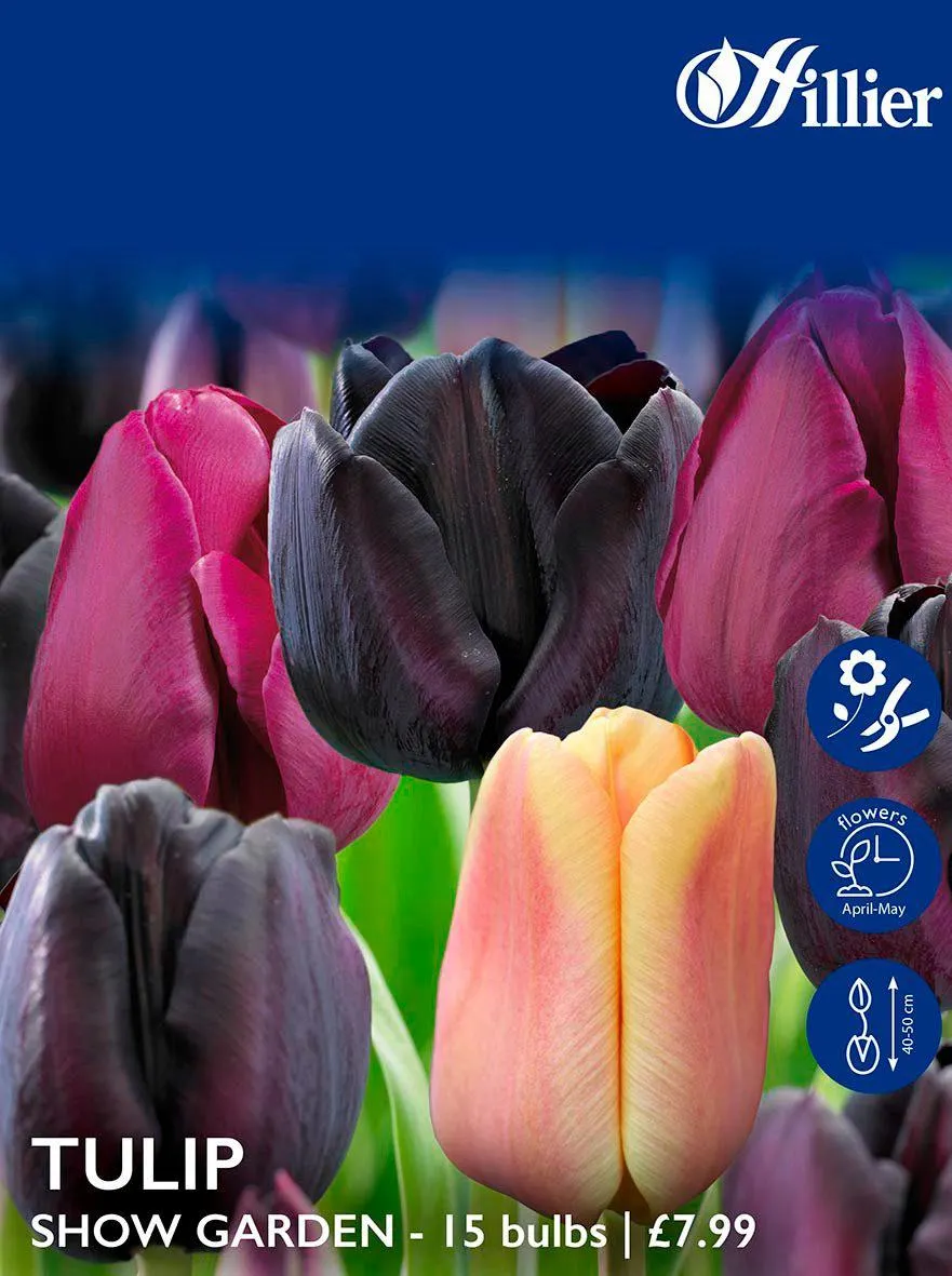 Tulip Bulbs Show Garden Mix