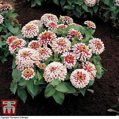 Zinnia elegans 'Swizzle Cherry & Ivory' - Kew Collection Seeds