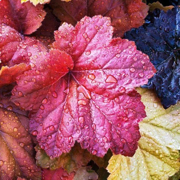 Heuchera - Mixed - 3 Litre