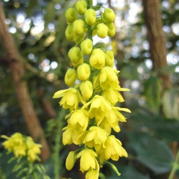 Mahonia media 'Charity' 3 Litre