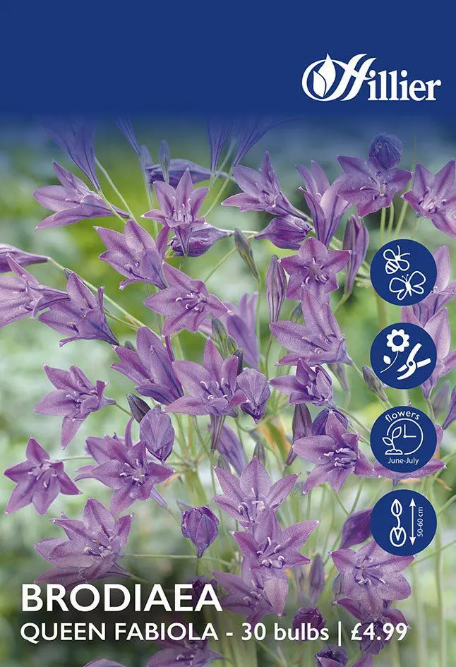 Brodiaea Queen Fabiola Bulbs