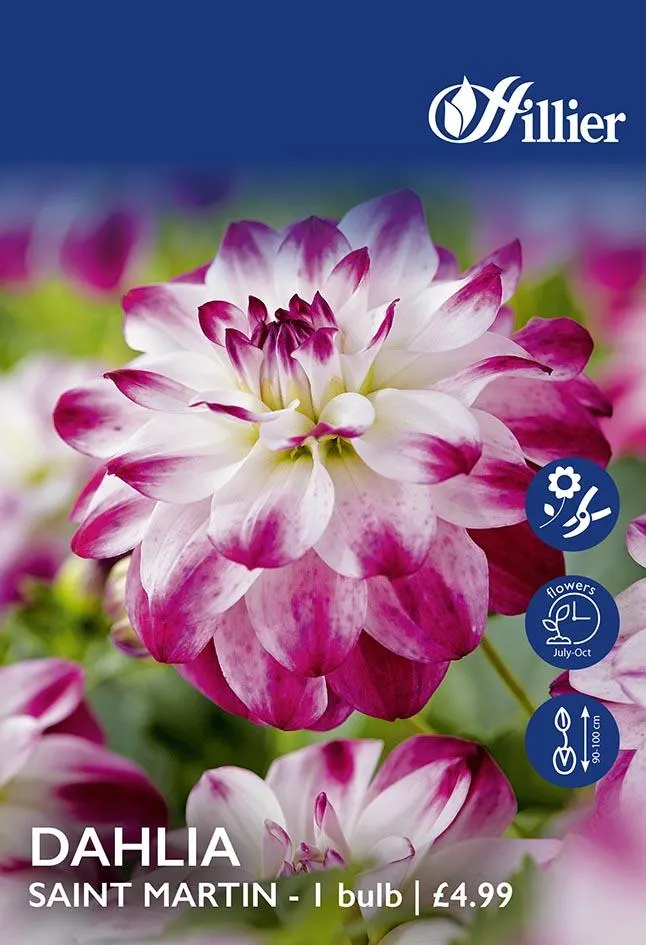 Dahlia Saint Martin Tubers