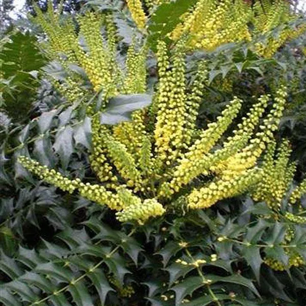 Mahonia media 'Winter Sun' 3 Litre