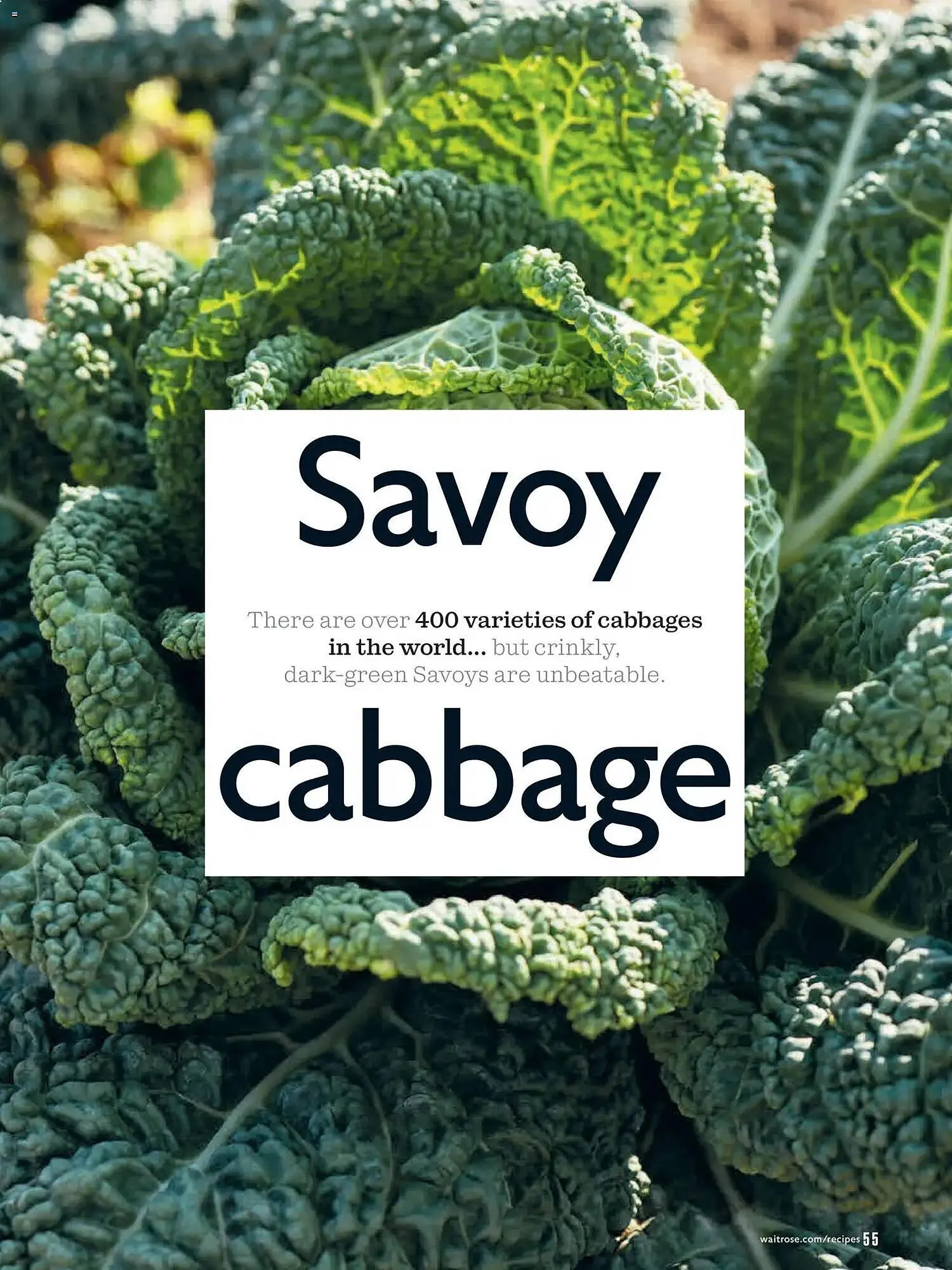 Waitrose catalogue from 1 January to 1 February 2026 - Catalogue Page 55