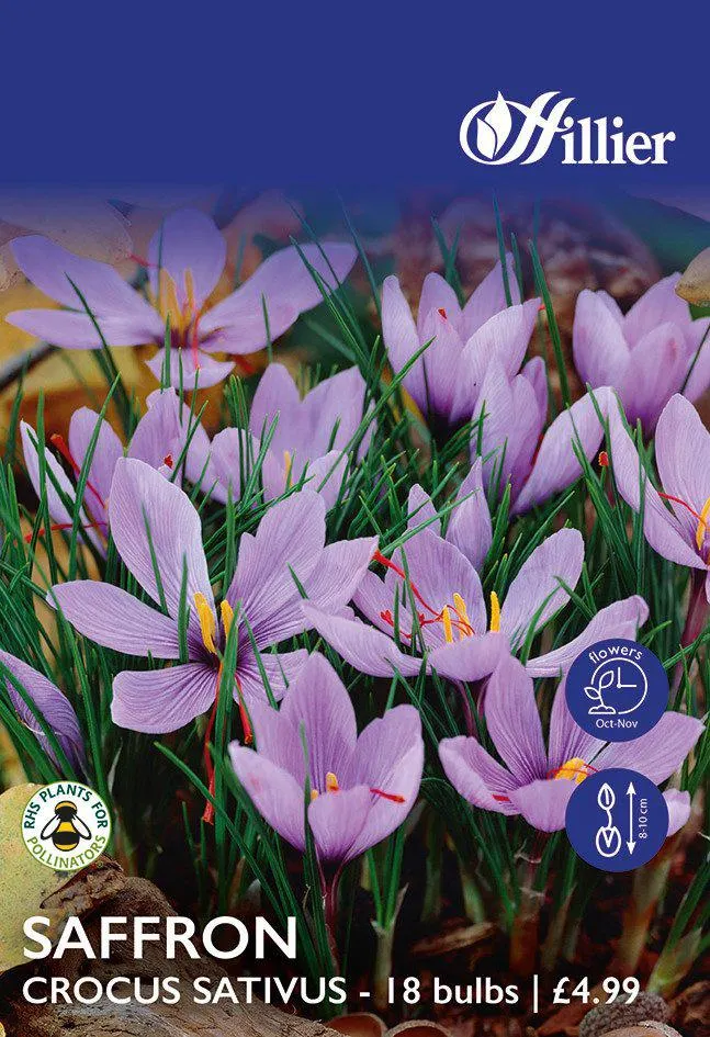 Saffron Crocus Bulbs Sativus