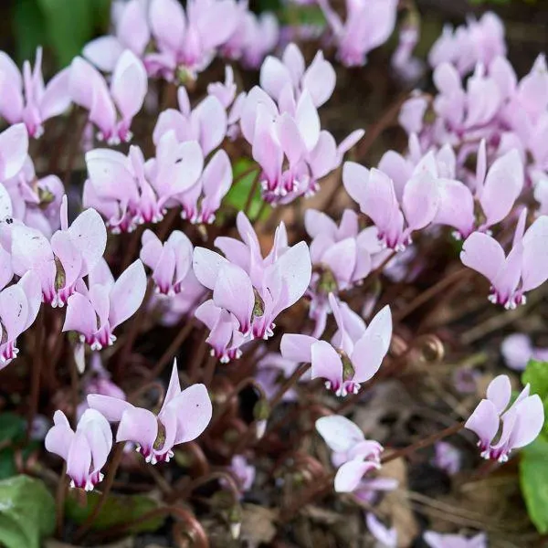 Cyclamen Light Pink 1.5 Litre