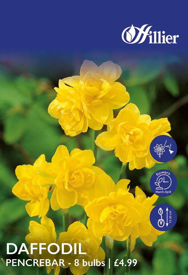 Daffodil Bulbs Pencrebar