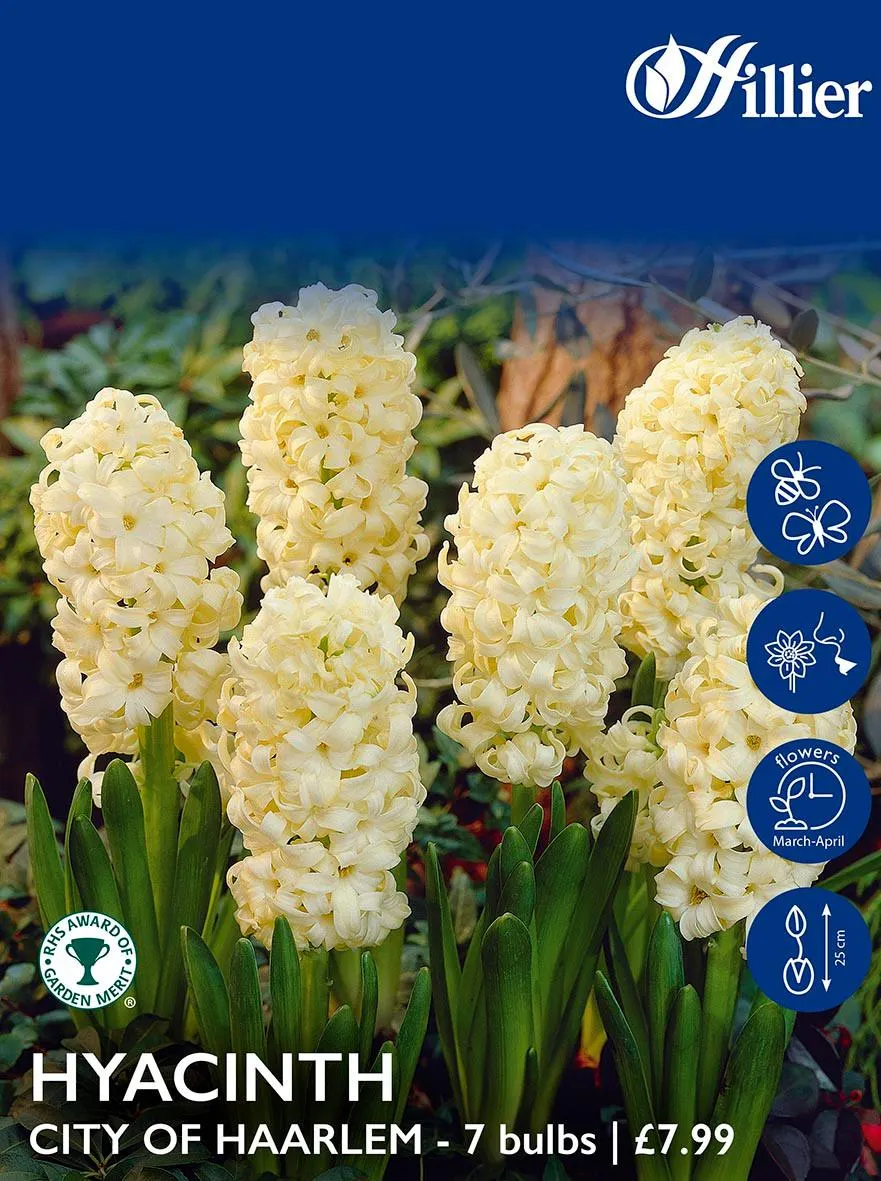 Hyacinth Bulbs City Of Haarlem