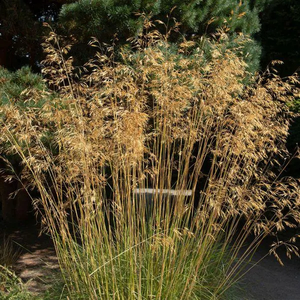 Stipa gigantea 5 Litre