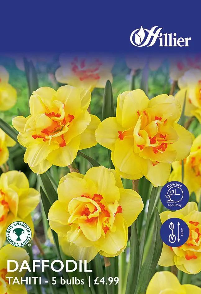 Daffodil Bulbs Tahiti