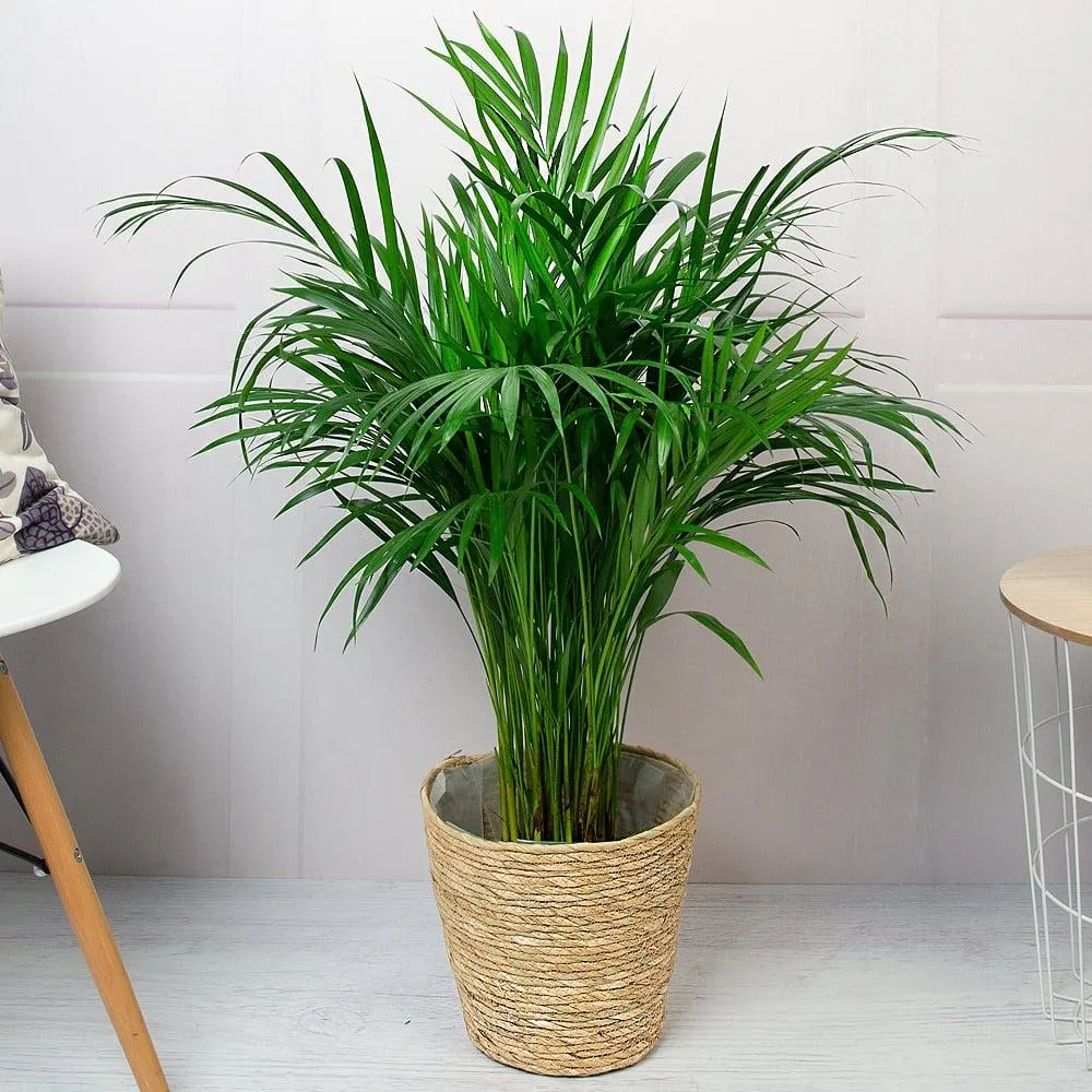 Areca Palm Plant