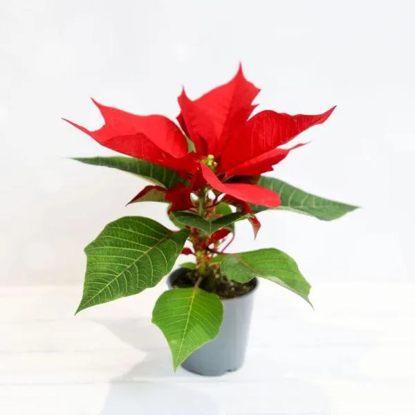 Poinsettia Red 7cm