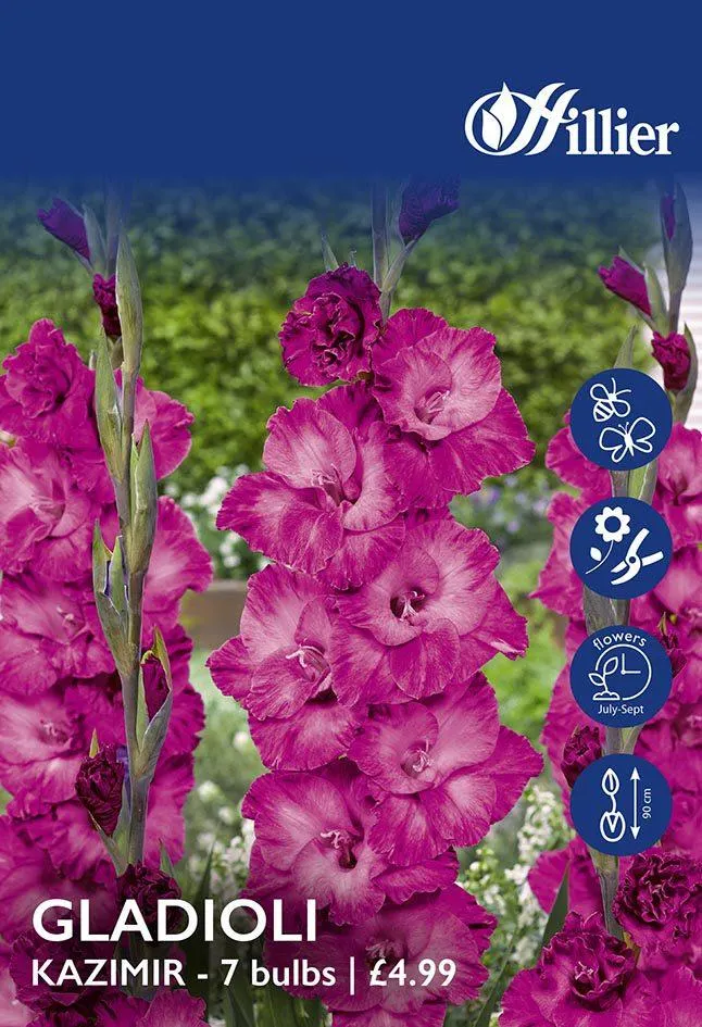 Gladioli Kazimir Bulbs