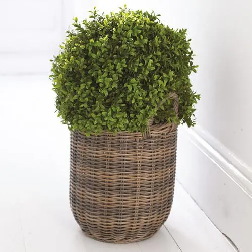 Large Boxwood Ball Topiary