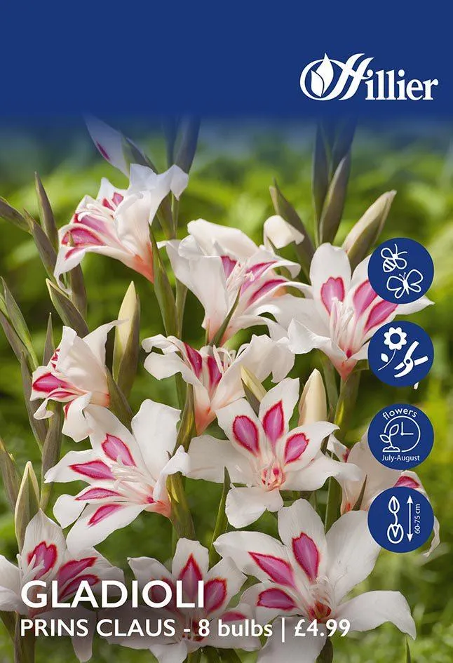 Gladioli Prince Claus Bulbs