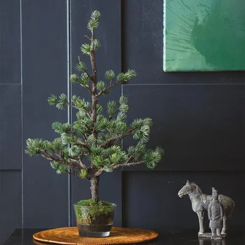 Japanese Bonsai Christmas Tree