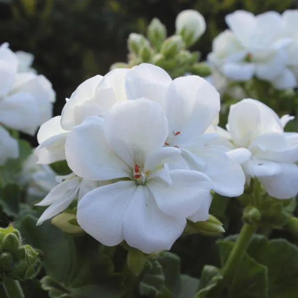 Geranium White 6 Pack