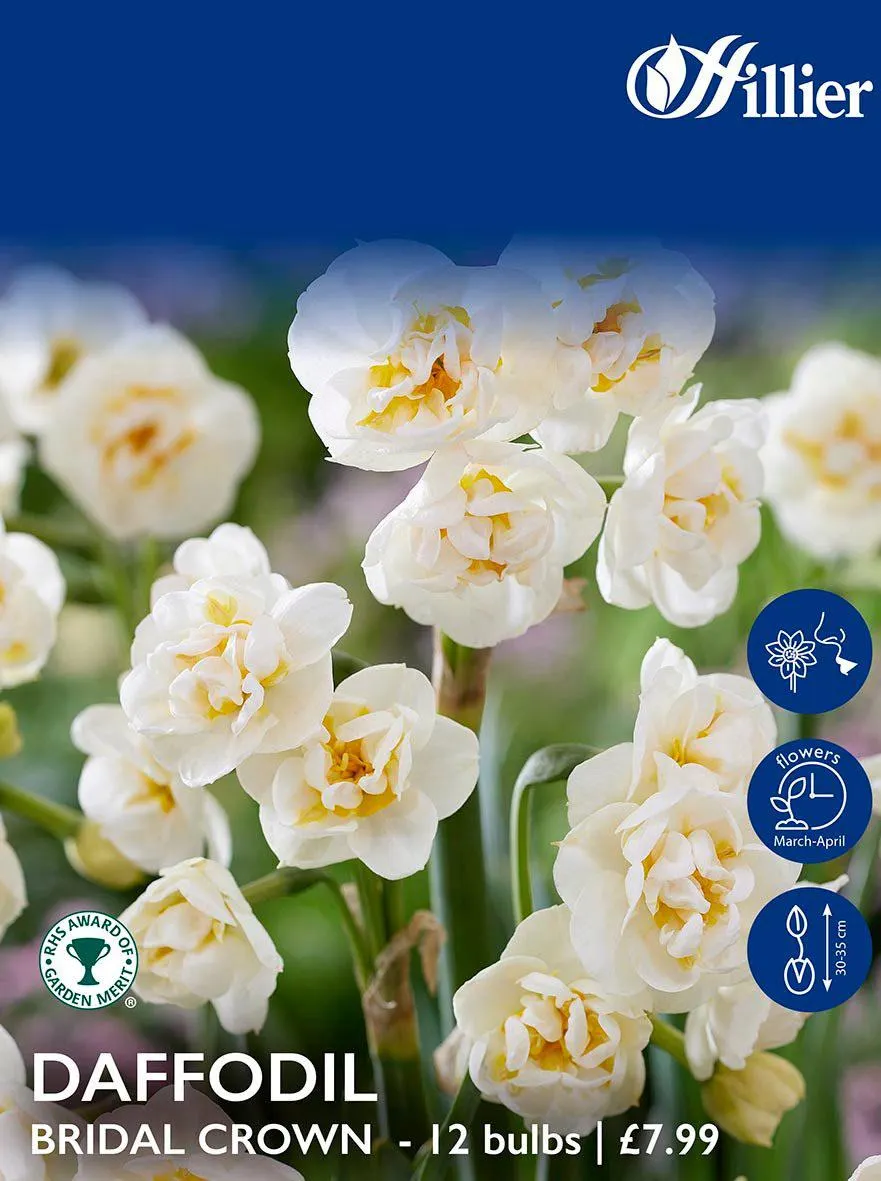 Daffodil Bulbs Bridal Crown