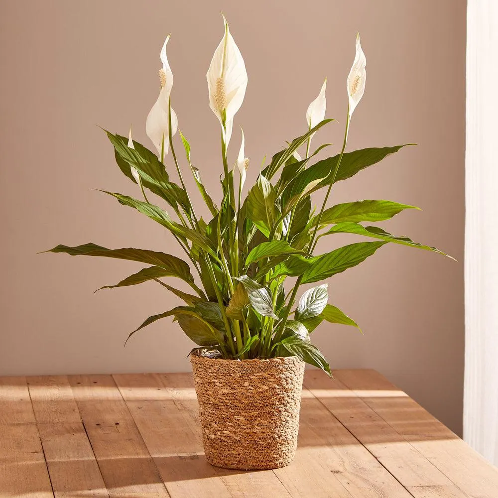 Peace Lily