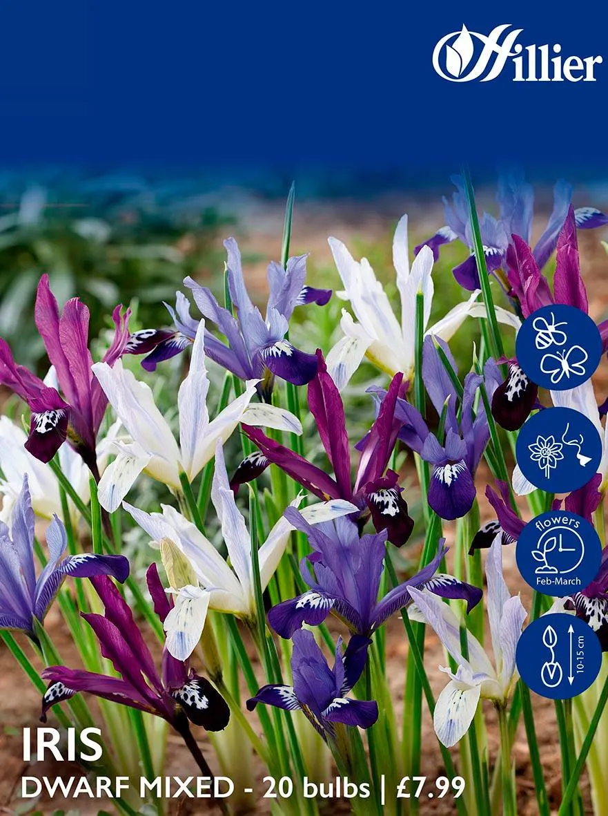 Iris Bulbs Dwarf Mixed