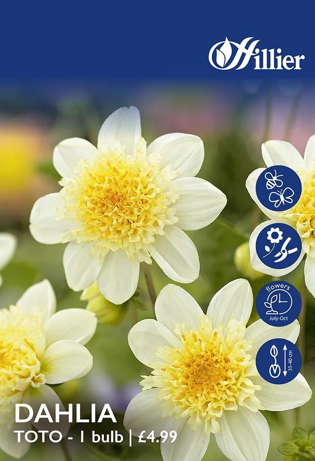 Dahlia Toto Tubers