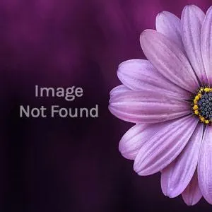 Asarina scandens 'Brides White' - Seeds