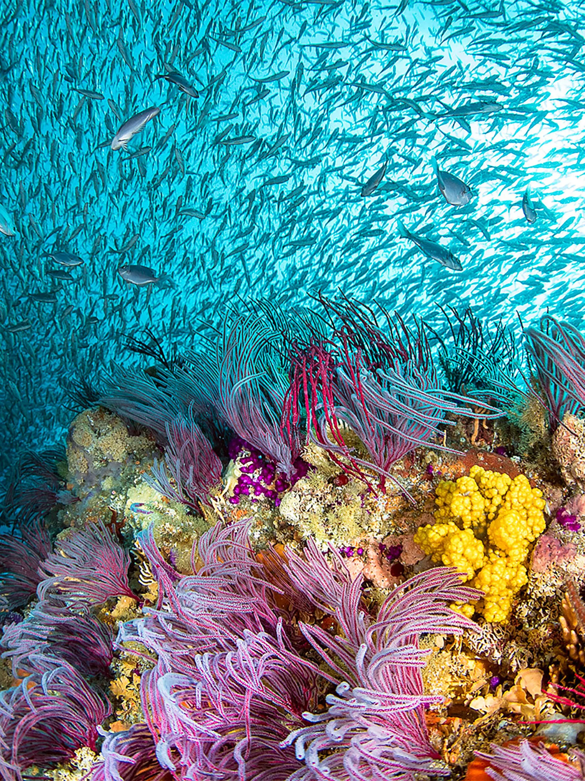 Oceanographic, Issue 18