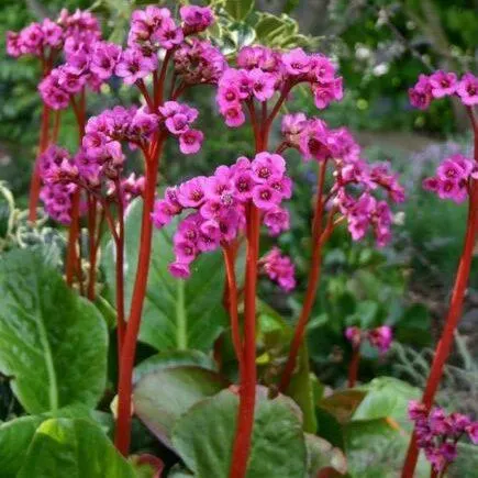 Bergenia ‘Autumn Magic’ 2L