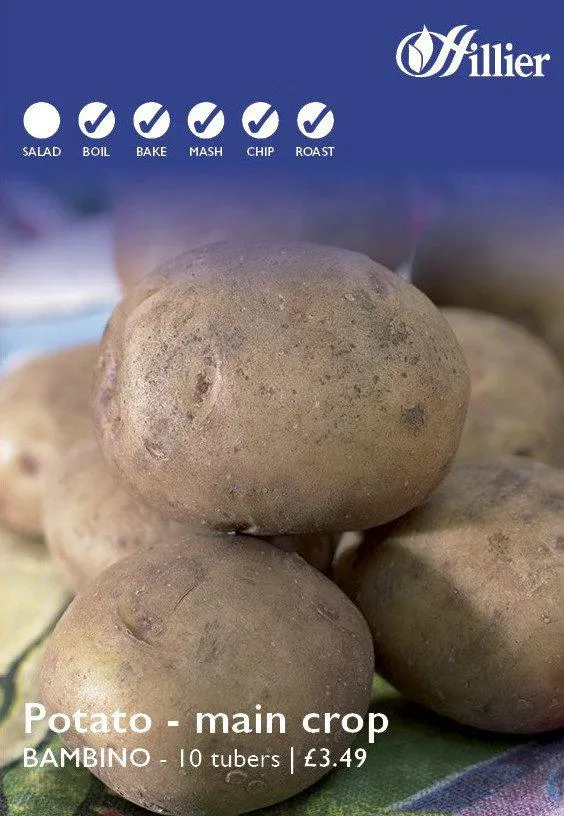 Bambino Seed Potatoes