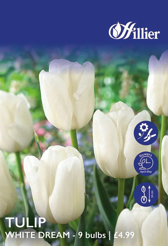 Tulip Bulbs White Dream