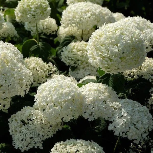 Hydrangea arborescens 'Annabelle' 3 Litre