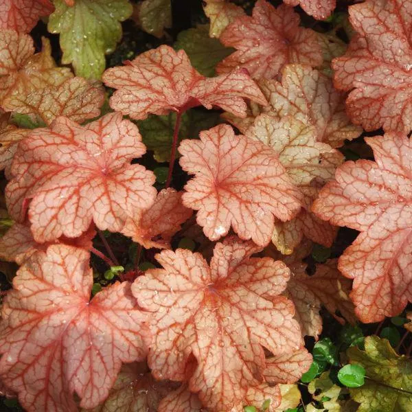 Heuchera 'Ginger Ale' 1 Litre