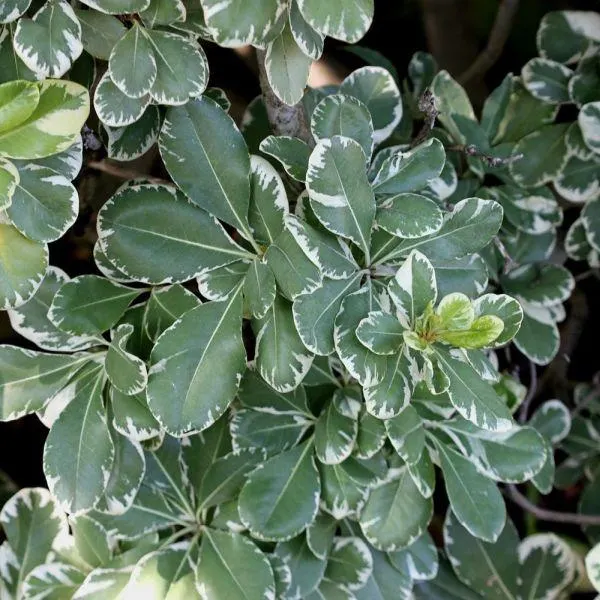 Pittosporum Silver Ball 7.5 Litre