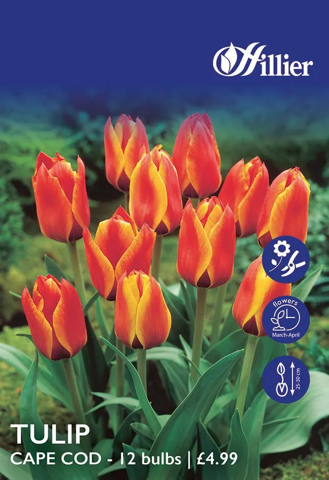 Tulip Bulbs Cape Cod