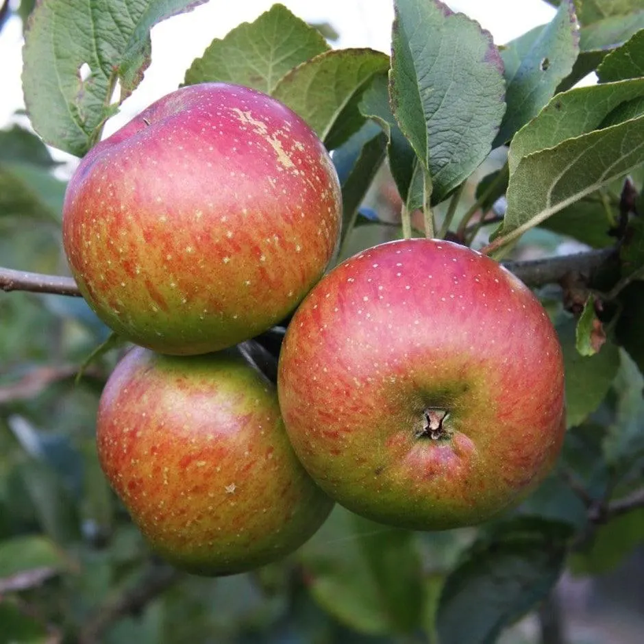 apple 'Lord Lambourne'