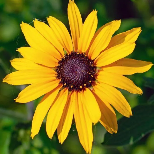 Rudbeckia Sunbeckia Maya 10 Litre
