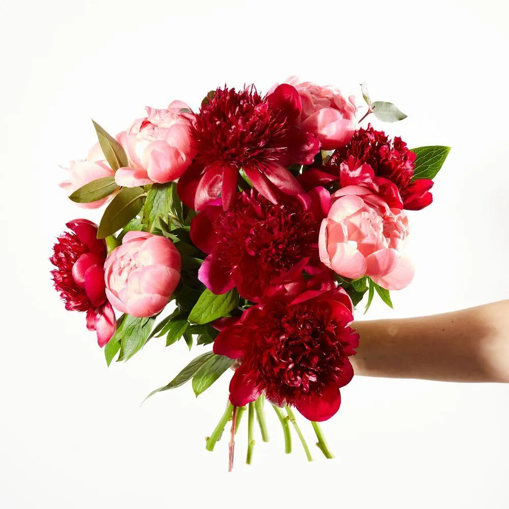 Mixed Peonies