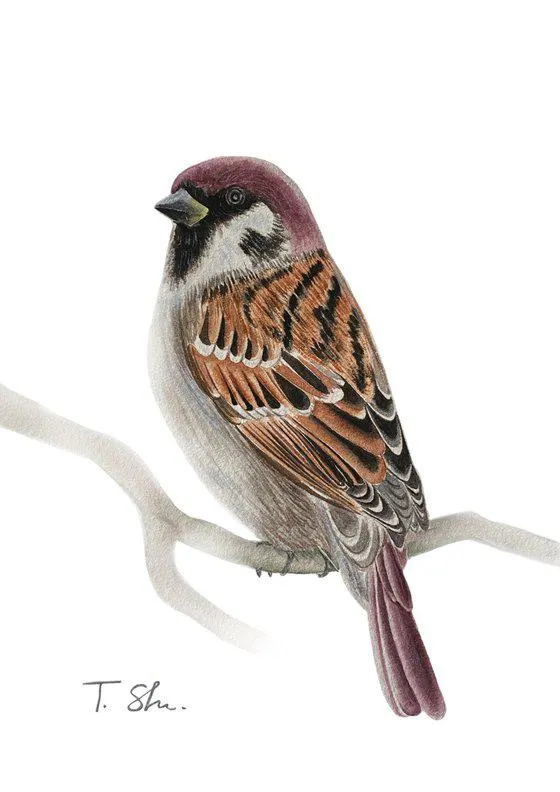 Sparrow bird (2023)
