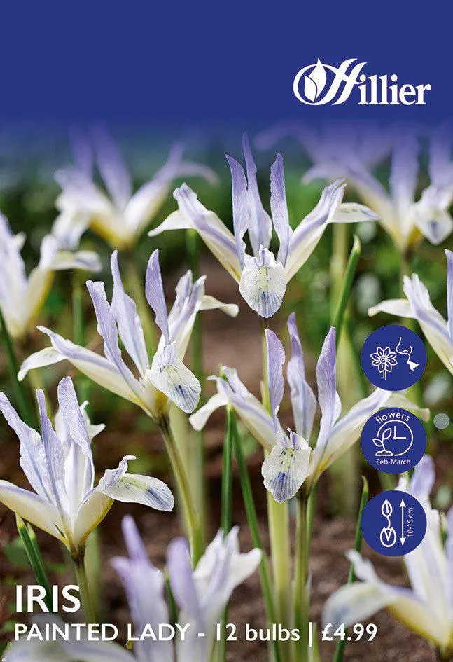 Iris Bulbs Painted Lady