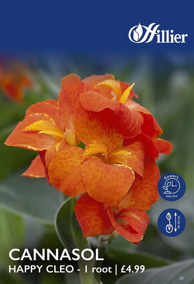 Canna Cannasol Happy Cleo Bulbs