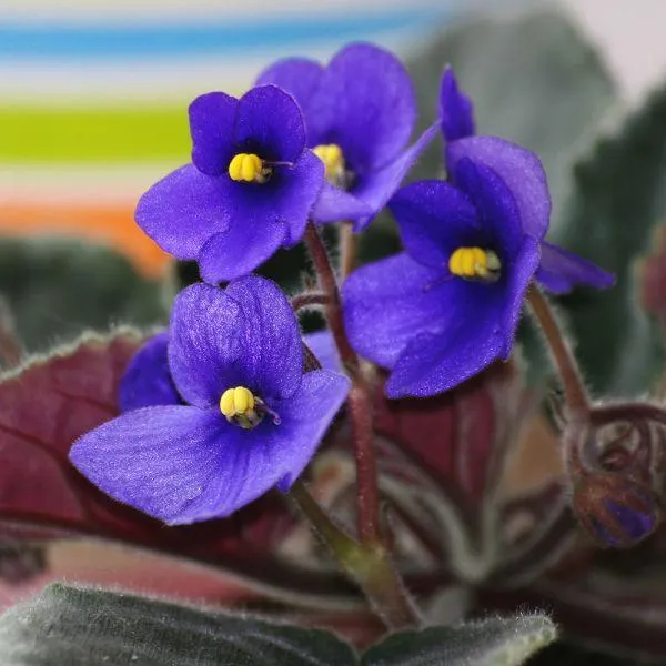 Saintpaulia Mix 12cm