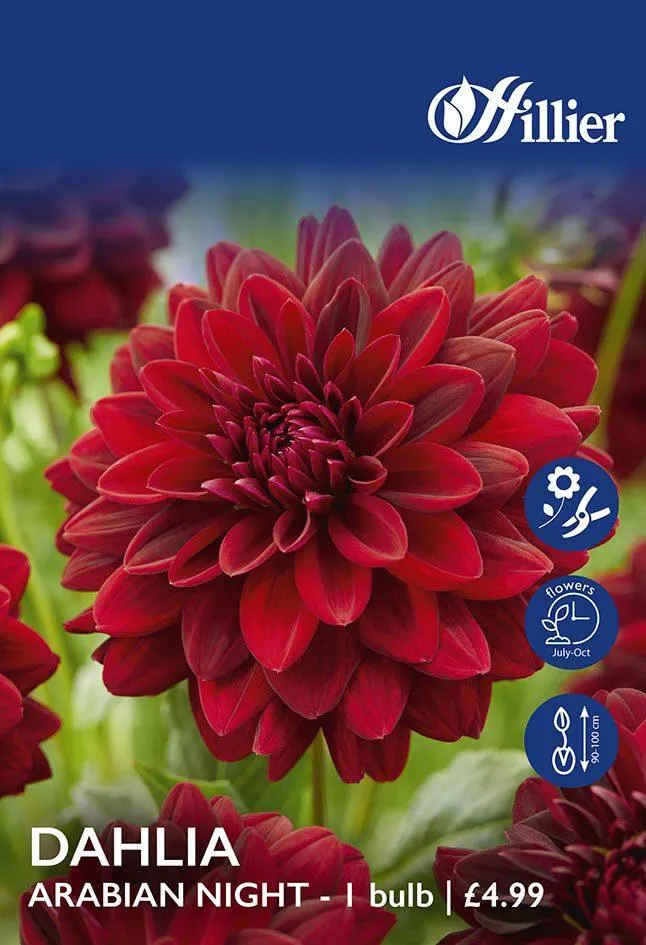 Dahlia Arabian Night Tubers