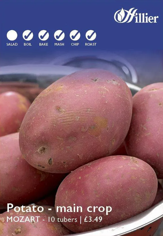 Mozart Seed Potatoes