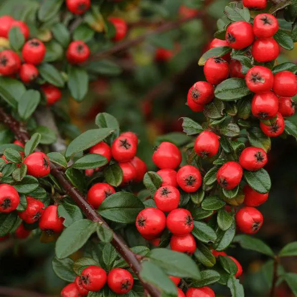 Cotoneaster 'Coral Beauty' 4.5 Litre
