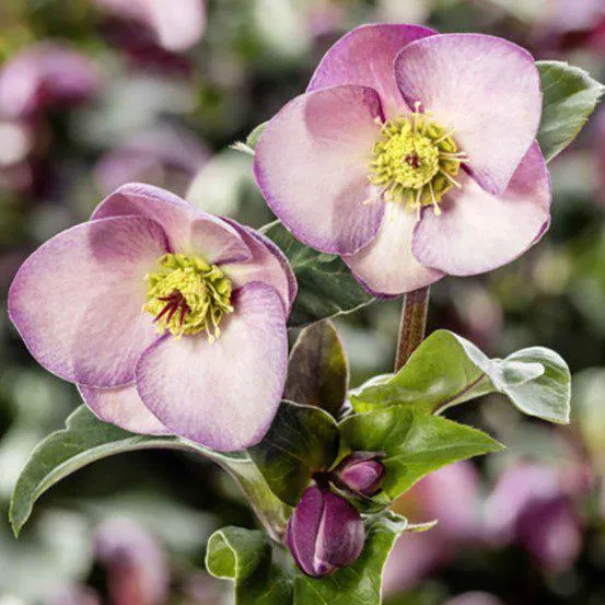 Helleborus Ice N Roses ‘Rosetta’ 3L