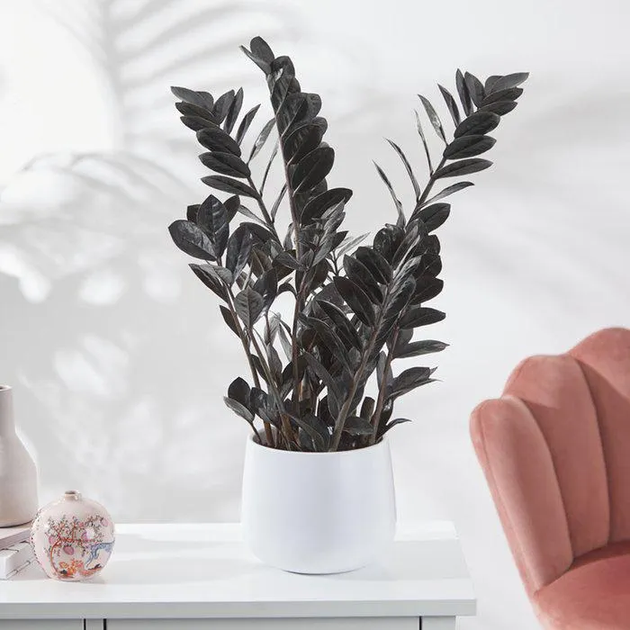 Black ZZ Raven in White Modern Pot