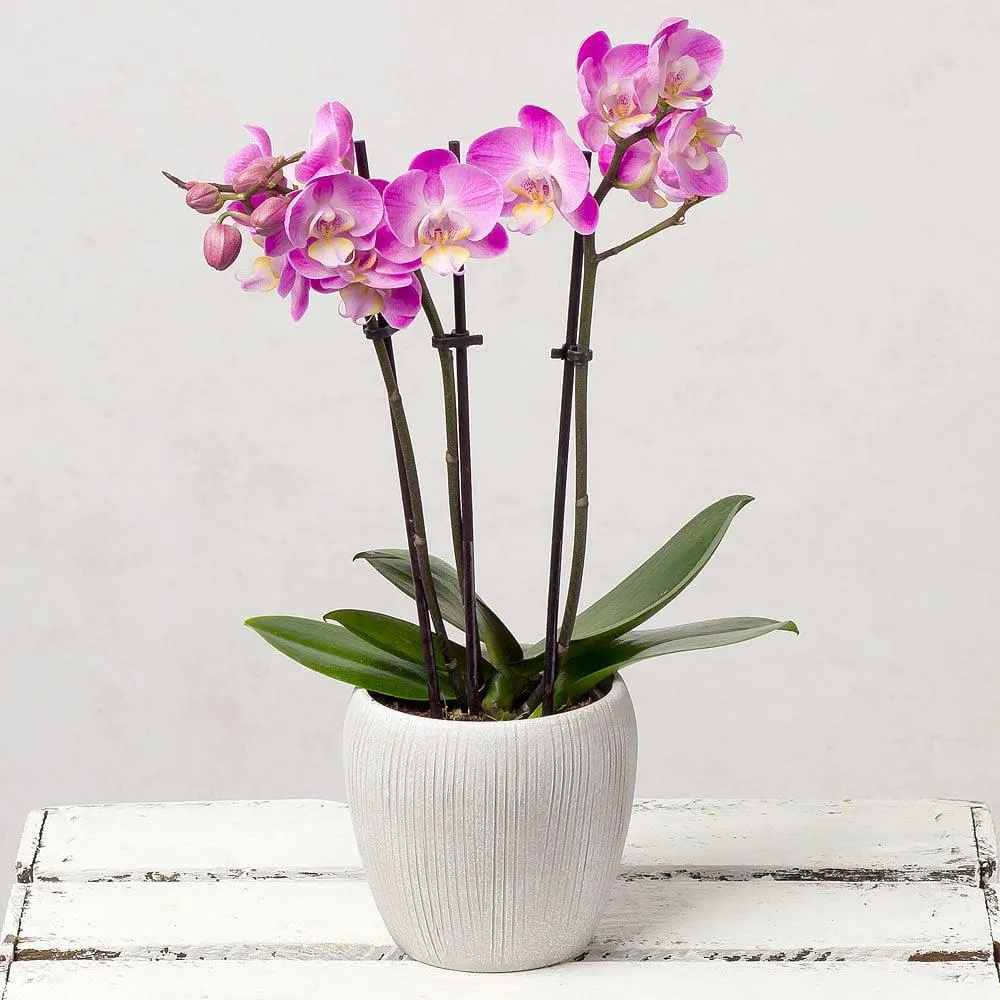 Mini Phalaenopsis Orchid