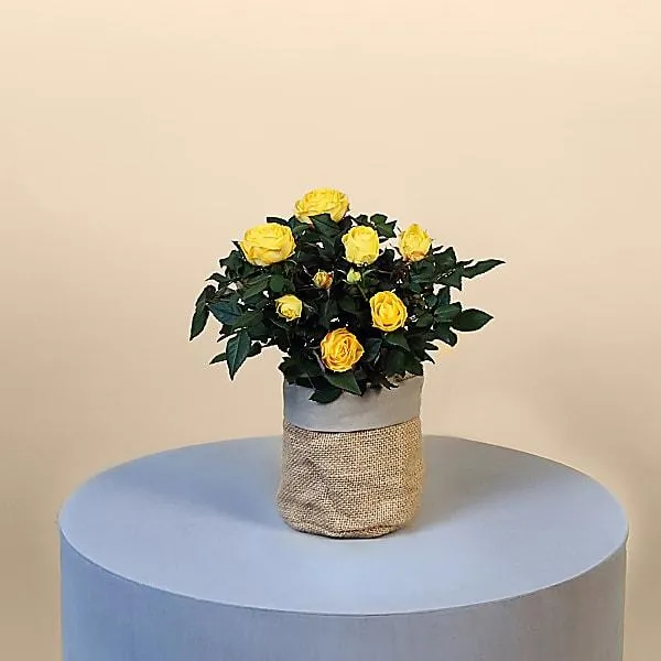 Letterbox Yellow Rose