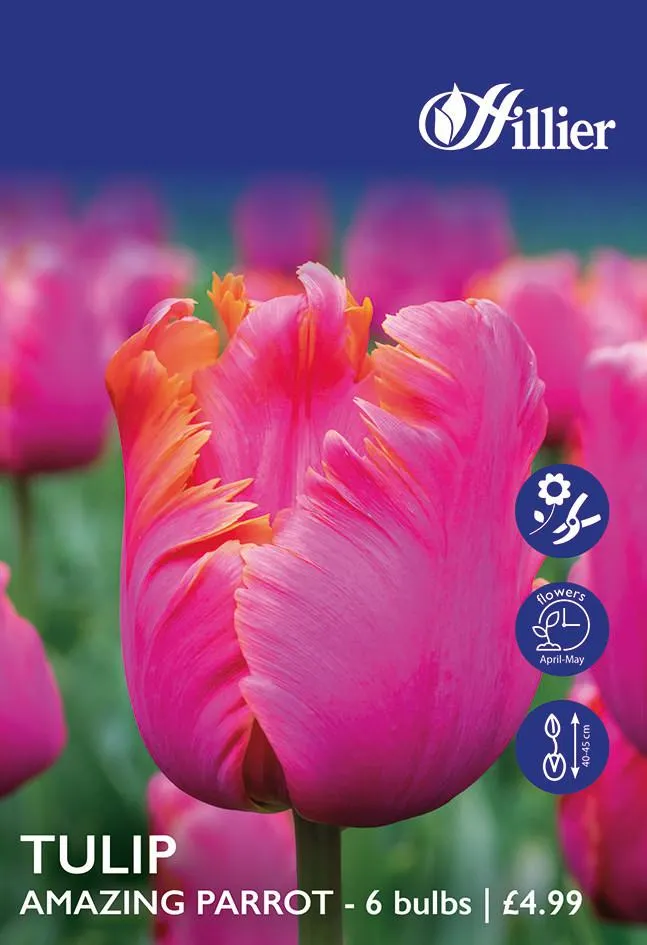Tulip Bulbs Amazing Parrot
