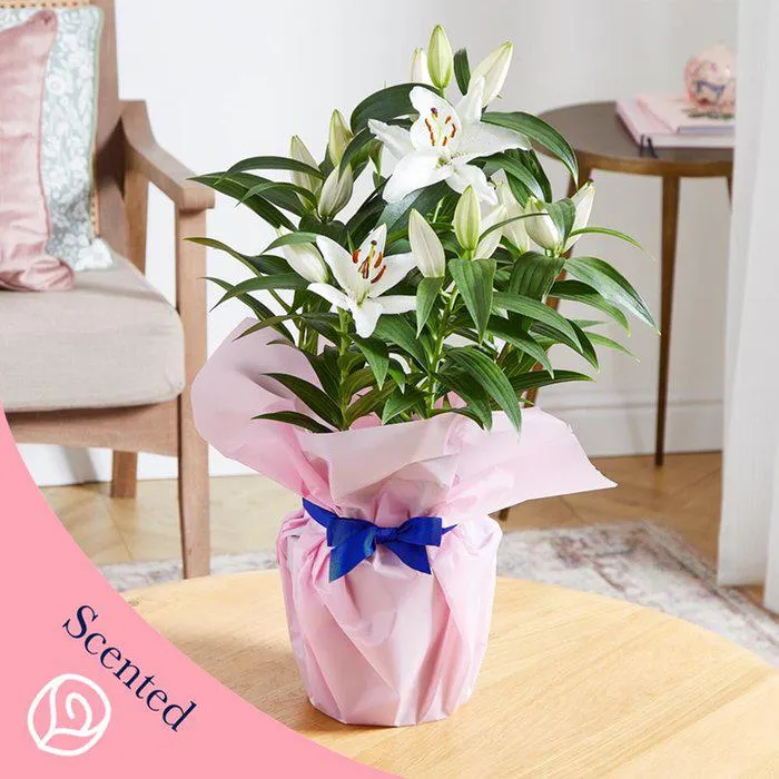 The Gift Wrapped White Lily Plant